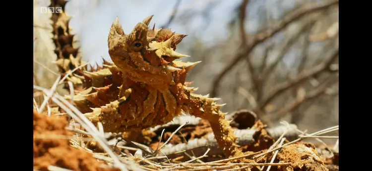 Thorny devil (Moloch horridus) as shown in Seven Worlds, One Planet - Australia